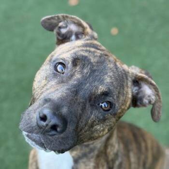 Gruffi -  Terrier and Pit Bull Terrier Dog for Adoption in Sacramento, California - Gruffi | PetCurious