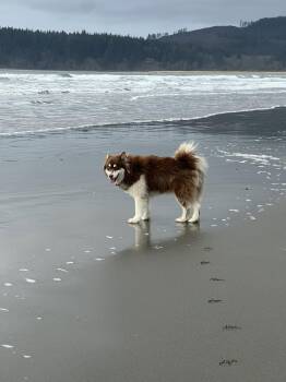 IRIS -  Alaskan Malamute Dog for Adoption in Seattle, Washington - IRIS | PetCurious