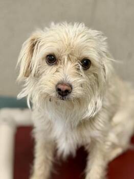 Mars -  Mixed Breed Dog Available for Adoption in New Orleans, Louisiana - Mars | PetCurious