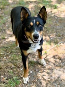 Australian Kelpie and Mixed Breed Dogs Available for Adoption in Malvern, Pennsylvania - Fern | PetCurious