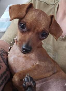 Pickles -  Chihuahua Dog for Adoption in Coatesville, Pennsylvania - Pickles | PetCurious