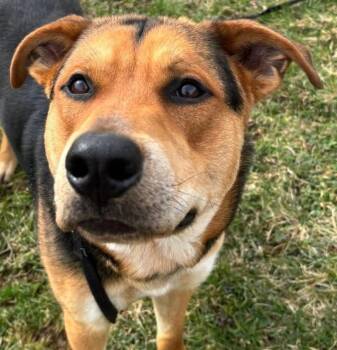 German Shepherd Dog and Mixed Breed Dogs Available for Adoption in Olean, New York - Leon S. Kennedy | PetCurious
