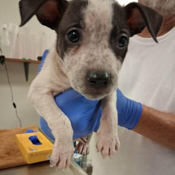 Penne -  Terrier and Mixed Breed Dog for Adoption in South Elgin, Illinois - Penne | PetCurious