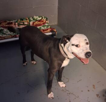 Charlie -  Pit Bull Terrier Dog for Adoption in Stuart, Virginia - Charlie | PetCurious