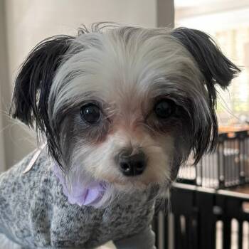 Maisie -  Shih Tzu and Yorkshire Terrier Dog for Adoption in Cedar Mountain, North Carolina - Maisie | PetCurious
