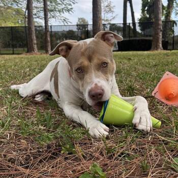Mixed Breed Dogs Available for Adoption in West Palm Beach, Florida - Mason | PetCurious