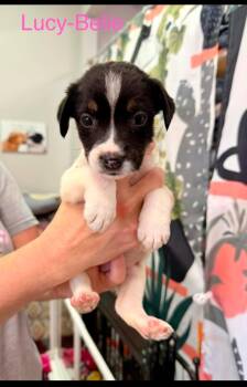 Lucy-Belle -  Jack Russell Terrier Dog for Adoption in Semmes, Alabama - Lucy-Belle | PetCurious