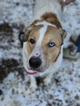 Collie and Chow Chow Dogs Available for Adoption in Winona, Minnesota - Scotty | PetCurious