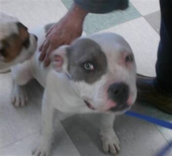 American Bulldog Dogs Available for Adoption - A471286 | PetCurious