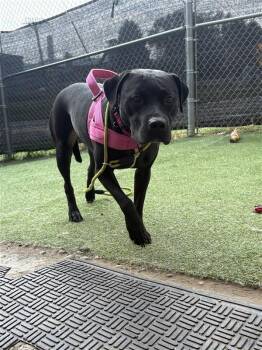 Blair -  Pit Bull Terrier Dog for Adoption in New Kensington, Pennsylvania - Blair | PetCurious