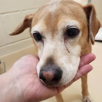 Rhonda -  Mixed Breed Dog for Adoption in Winston-salem, North Carolina - Rhonda | PetCurious
