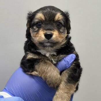 Willis (p) -  Mixed Breed Dog for Adoption in New York, New York - Willis (p) | PetCurious