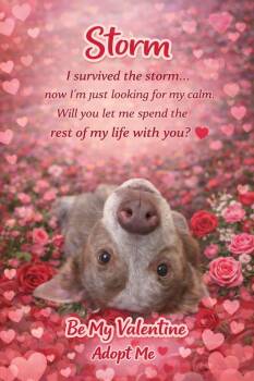 Australian Cattle Dog Blue Heeler Dogs Available for Adoption - Storm | PetCurious