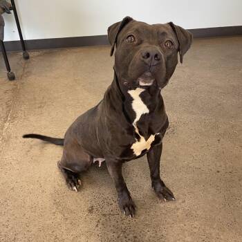 Rescue Mixed Breed Dogs for Adoption in Mishawaka, Indiana - Charlotte | PetCurious