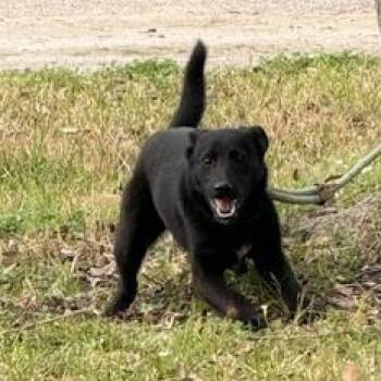 German Shepherd Dog and Labrador Retriever Dogs Available for Adoption - Zia | PetCurious