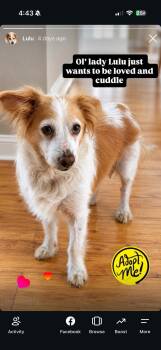 Lulu -  Papillon Dog for Adoption in Corona, California - Lulu | PetCurious