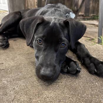 GalGadot -  Black Labrador Retriever Dog for Adoption in Houston, Texas - GalGadot | PetCurious