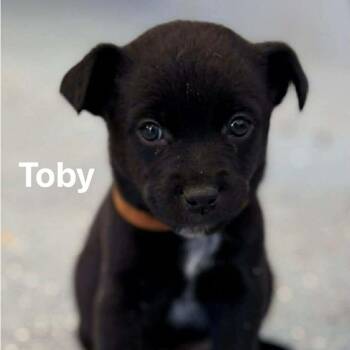 Terrier Dogs Available for Adoption - Toby | PetCurious