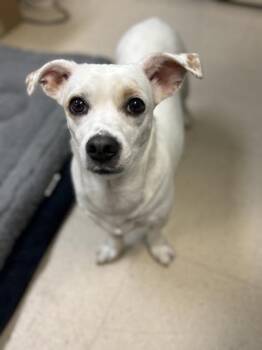 Chihuahua and Mixed Breed Dogs Available for Adoption - Lucy | PetCurious
