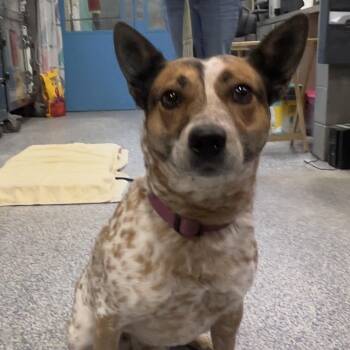 Cattle Dog Dogs Available for Adoption in Port Townsend, Washington - Maisie | PetCurious