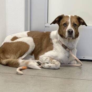 Stilwell -  Mixed Breed Dog for Adoption in Rifle, Colorado - Stilwell | PetCurious