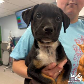 Percy -  Labrador Retriever and Shepherd Dog for Adoption in Washington, District Of Columbia - Percy | PetCurious