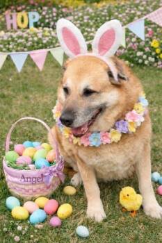 German Shepherd Dog Dogs Available for Adoption - Angel  | PetCurious