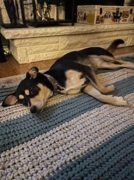 Shepherd Dogs Available for Adoption in Kalamazoo, Michigan - Darla - In Foster | PetCurious