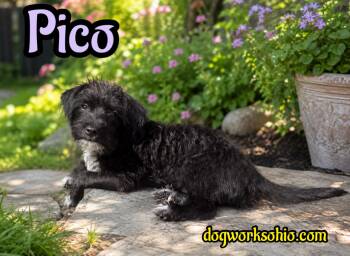 Pico -  Maltese Dog for Adoption in Toledo, Ohio - Pico | PetCurious