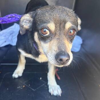 Chihuahua Dogs Available for Adoption - Bruno | PetCurious