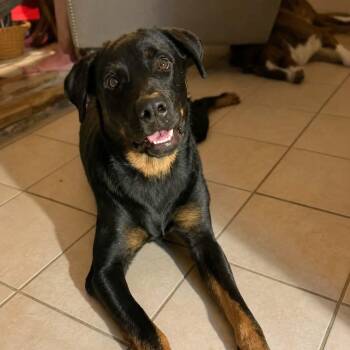 Ryder -  Shepherd and Labrador Retriever Dog for Adoption in San Antonio, Texas - Ryder | PetCurious