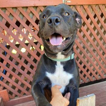 Minnie -  Mixed Breed Dog for Adoption in San Francisco, California - Minnie | PetCurious