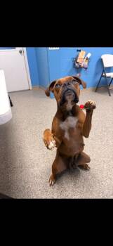 Lulu Boxer -  Boxer Dog for Adoption in Blountville, Tennessee - Lulu Boxer | PetCurious