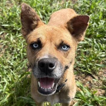 Frankie -  Mixed Breed Dog for Adoption in Bend, Oregon - Frankie | PetCurious