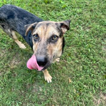 Albert -  Catahoula Leopard Dog and Mixed Breed Dog for Adoption in Brownsboro, Alabama - Albert | PetCurious