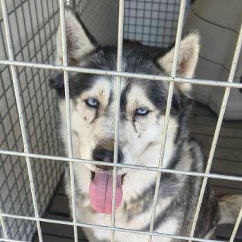 Onyx -  Husky Dog for Adoption in Moses Lake, Washington - Onyx | PetCurious