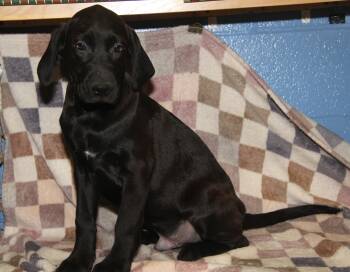 Mixed Breed Dogs Available for Adoption - Boo (Autumn