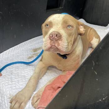 Mixed Breed Dogs Available for Adoption in Dickinson, Texas - Calvin | PetCurious