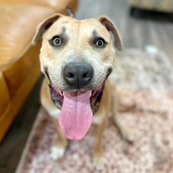 Koda Bear Hug -  American Staffordshire Terrier and Pit Bull Terrier Dog for Adoption in Friendswood, Texas - Koda Bear Hug | PetCurious