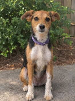 Scampi -  Terrier Dog for Adoption in Mobile, Alabama - Scampi | PetCurious