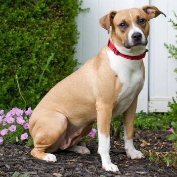 Mama Kris- Velcro girl -  Boxer and Black Mouth Cur Dog for Adoption in Houston, Texas - Mama Kris- Velcro Girl | PetCurious