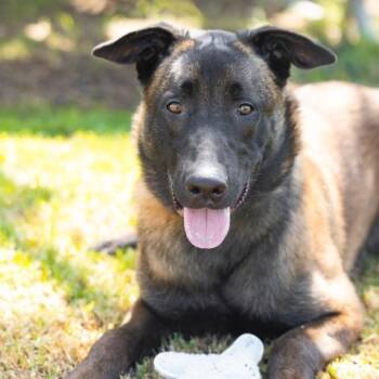 ROMELU -  Belgian Shepherd Malinois Dog for Adoption in Camarillo, California - ROMELU | PetCurious