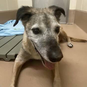 Lucas -  Mixed Breed Dog for Adoption in Reno, Nevada - Lucas | PetCurious