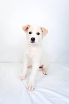 Leslie -  Great Pyrenees Dog Available for Adoption in Bixby, Oklahoma - Leslie | PetCurious