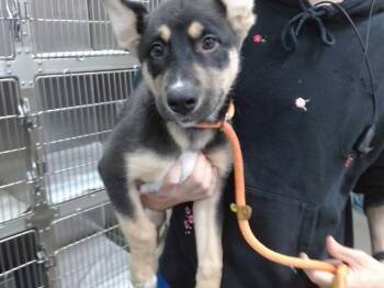 EMBER -  German Shepherd Dog and Mixed Breed Dog Available for Adoption in Salinas, California - EMBER | PetCurious