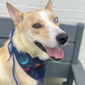 Trisha -  Husky and Mixed Breed Dog for Adoption in Brownsboro, Alabama - Trisha | PetCurious