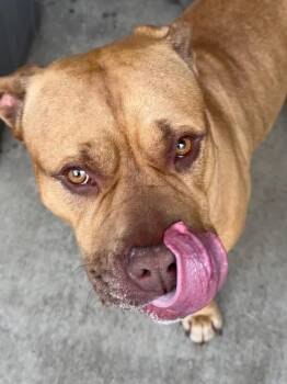 Pit Bull Terrier Dogs Available for Adoption in Chicago, Illinois - Frankie | PetCurious