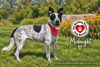 Midnight -  Australian Cattle Dog Blue Heeler Dog for Adoption in Joliet, Illinois - Midnight | PetCurious