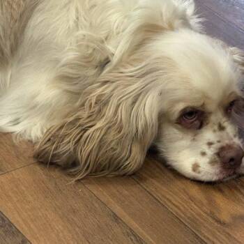 Cocker Spaniel Dogs Available for Adoption in Frankfort, Kentucky - Gus 5646 D | PetCurious