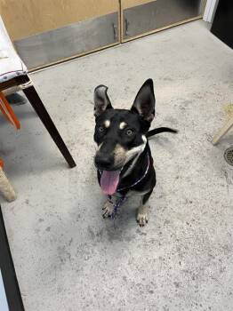 Mixed Breed Dogs Available for Adoption in Palmetto, Florida - A135254 | PetCurious